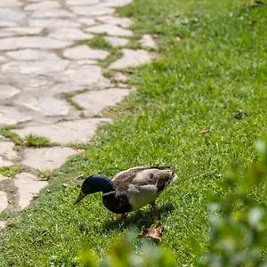 Garden & - Appartement